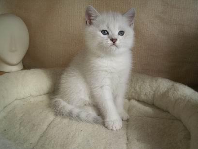 ++°°°° süß Britisch Kurzhaar Kitten (BKH)!!!!