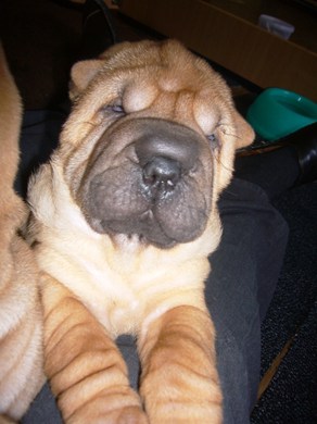 Shar Pei Welpen