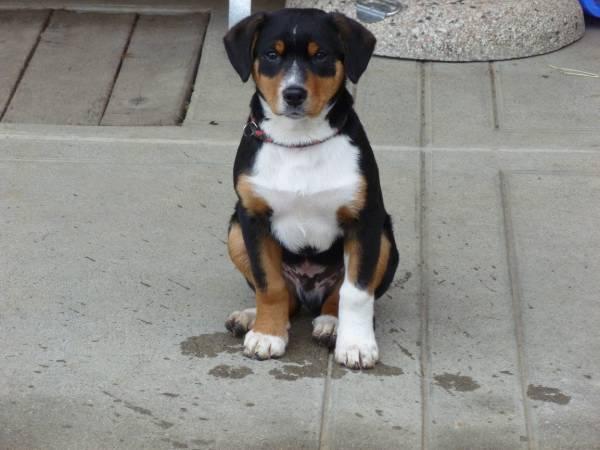 hunde kaufen Bern, welpen zu verkaufen Bern