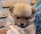 Schöne kleine Welpen pomeranian