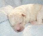 BICHON FRISE WELPEN IN LIEBEVOLLE HÄND