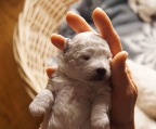 ENTZÜCKENDEN BICHON FRISE WELPEN ZU VERKAUFEN