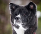 100% Pure Akita Inu Töchter von Eltern mit Stamm