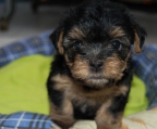 Yorkshire terrier toy