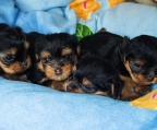 Yorkshire terrier klein kaufen schweiz