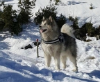 KRÄFTIGE WELPEN ALASKAN MALAMUTE