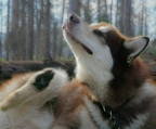 ALASKAN MALAMUTE WELPEN ZU VERKAUFEN