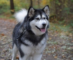 WUNDERSCHÖNE ALASKAN MALAMUTE WELPEN 