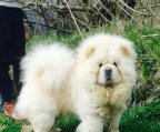 VERFÜGBAR CHOW CHOW