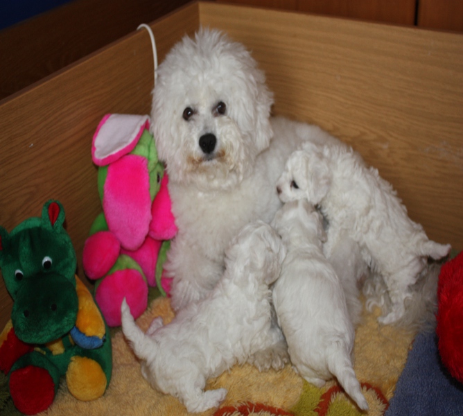 traumhaft schöne Bichon Frise Welpen