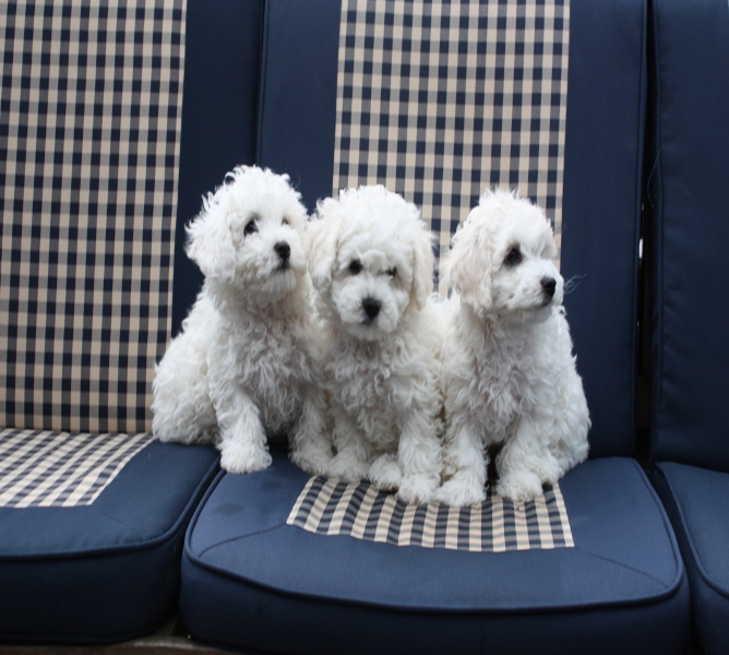 Schöne  Bichon Frise Welpen  direkt zur Abgabe