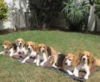 Beagle preis