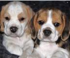 beagle Welpen etwa 21/2 Wochen alt!