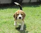 3 beagle welpen kaufen