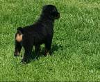 Rottweiler Impfungen Ist Wirklich Jede Impfung Notwendig
