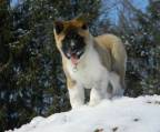 Japanische Akita Inu Welpen bereit jetzt