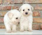 bichon frise 2 monate kaufen