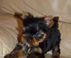 yorkshire terrier hund kaufen