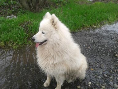 kaufen Samojede Hund