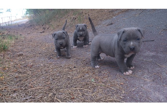 American Pitbull blueline 