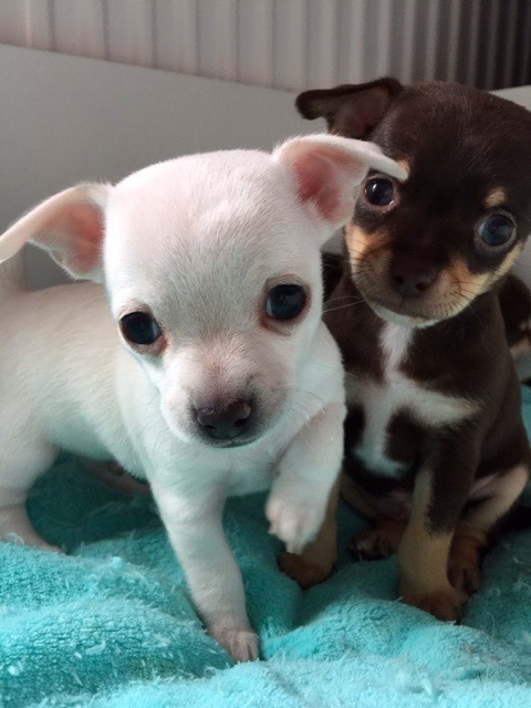 3 Süße Mini Chihuahua Langhaar Welpen, 1 Mini Rüde,