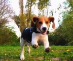 beagle-welpen
