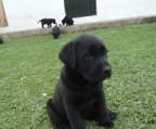 schwarz  labrador welpen