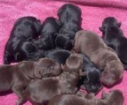 sechs gesunde labrador retriever Welpen