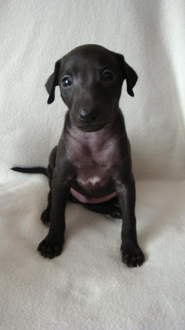 hunde kaufen Zug, welpen zu verkaufen Zug