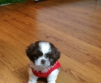 Shih Tzu Welpen ausgezeichnet + 1 Monat !!