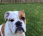 Englische bulldogge Rasse welpen + Leben + 1 Monat