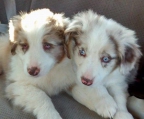 australian shepherd Paar