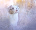 australian shepherd reinrassig kaufen