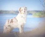 australian shepherd hund verkaufen