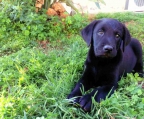 schwarzen Labrador Retriever, letzte Welpe