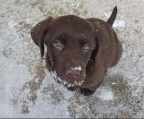 Labrador Retriever 3 Männer und 2 Frauen braun