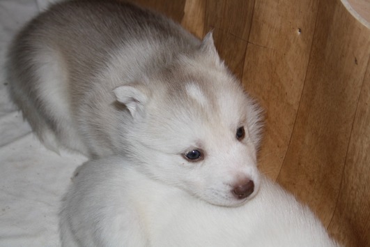 Reinrassige Siberian Husky Welpen 