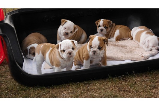 English Bulldog Welpen