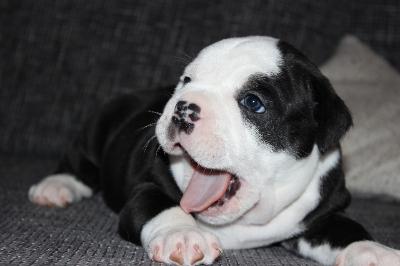 Top Modern English Bulldog Welpen !