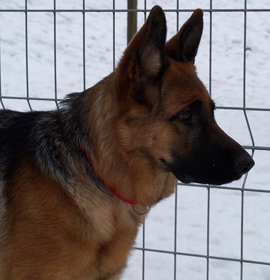  Xantara, 9 Monate, Hundeerfahrung gewüns