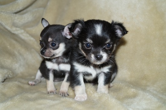 3 Mini Chihuahua Welpen Hündin und Rüde Reinrassig kurzhaar mit Papiere 