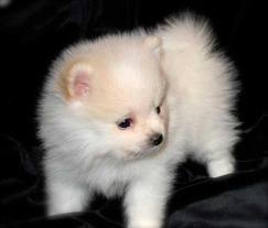 Pomeranian Welpen