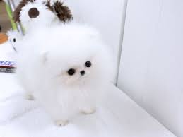  Pomeranian Welpen