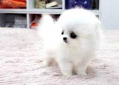 Wunderschöne kleine Pomeranian Welpen