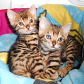  Atemberaubende Bengal Kitten schmusige Kätzchen im Wild-LOOK 