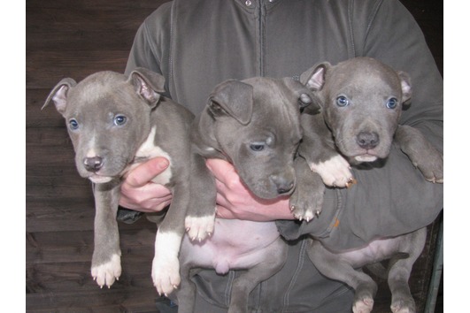  Pittbull blue line 9 wochen alt 