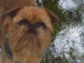 Griffon Bruxellois Hund In Schweiz Griffon Bruxellois Welpen Kaufen Verkaufen Schweiz Welpen Kaufen Griffon Bruxellois Schweiz Griffon Bruxellois Zuchter Kennel Welpen Kaufen Griffon Bruxelloisg In Schweiz