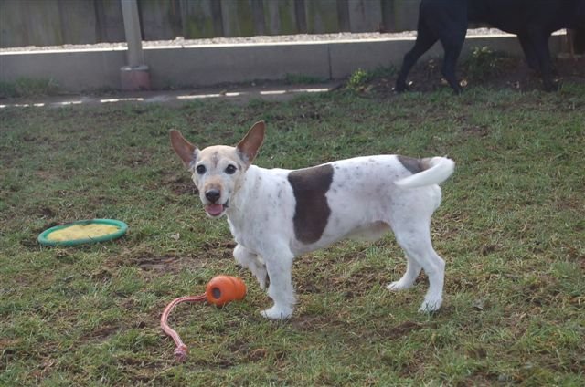 Sly: Jack Russel Terrier-Mix