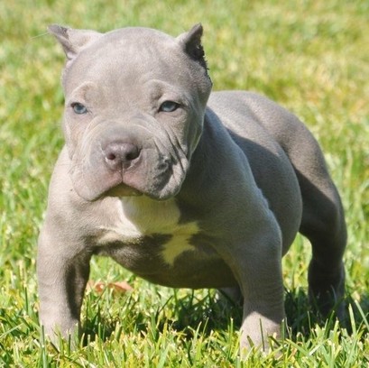 Pitbull welpen zu kaufen