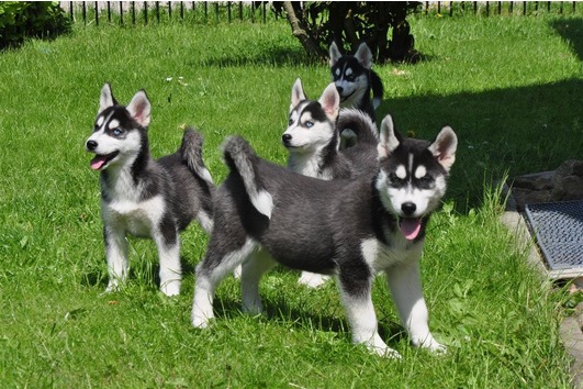 Suche Interessenten für Siberian Husky Welpen